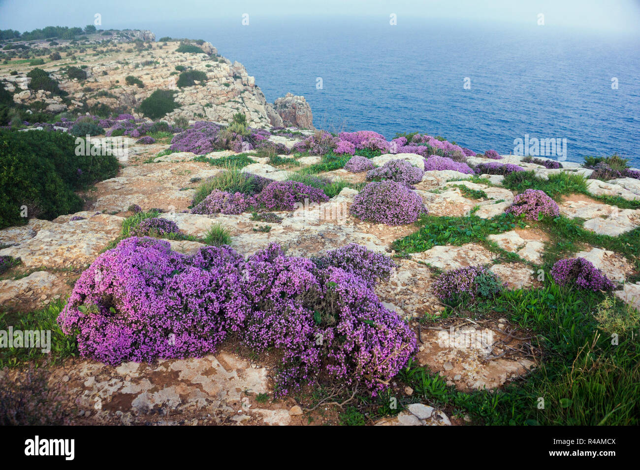 Flores Silvestres de Formentera, acantilados, islas baleares españa Foto de stock