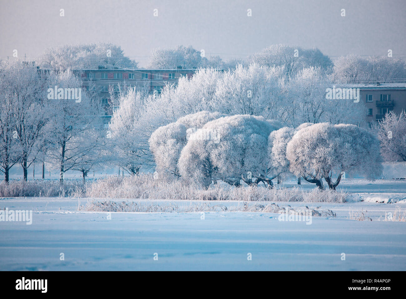 Los árboles en invierno hermoso día de invierno frío Foto de stock