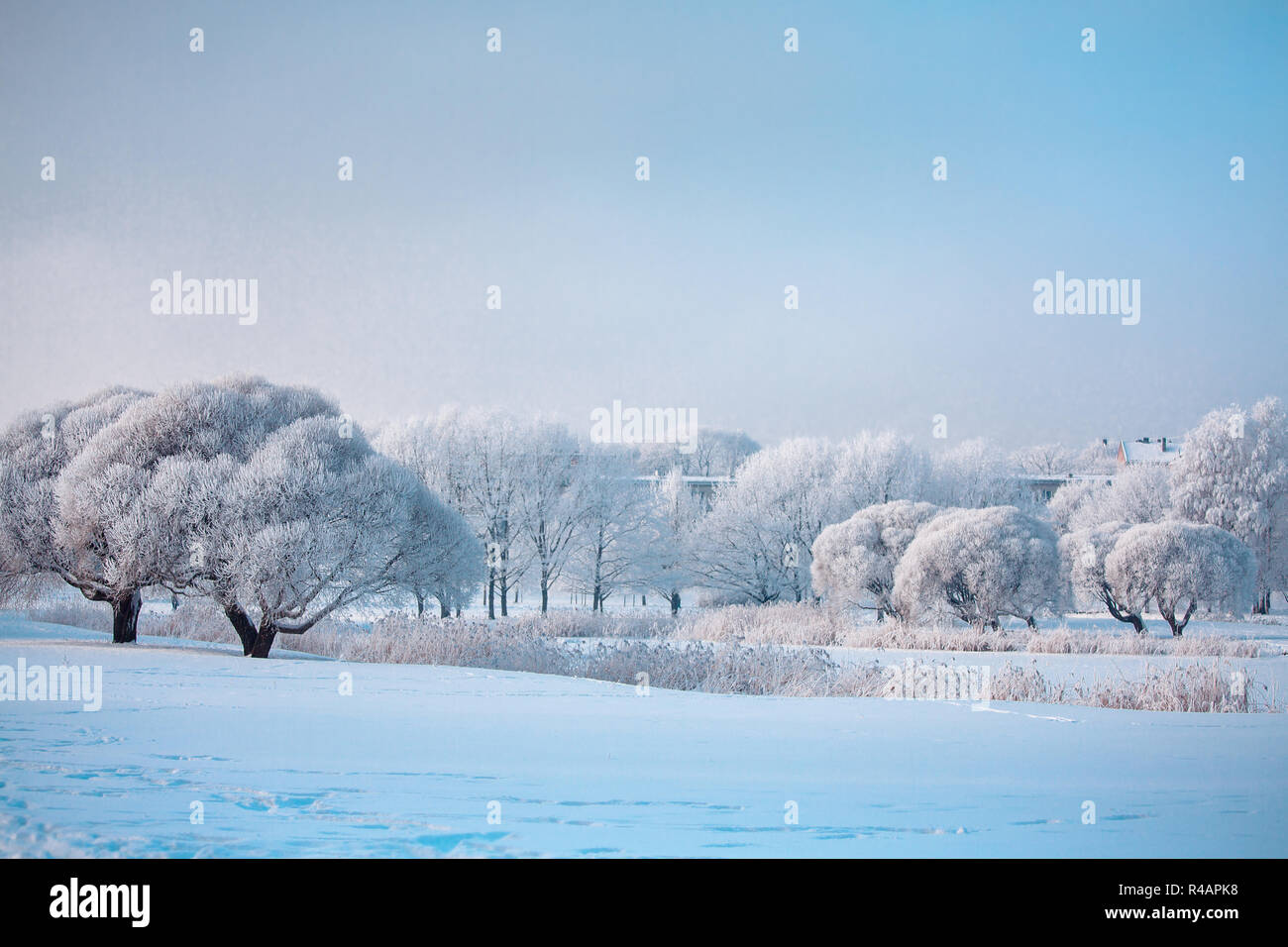 Los árboles en invierno hermoso día de invierno frío Foto de stock