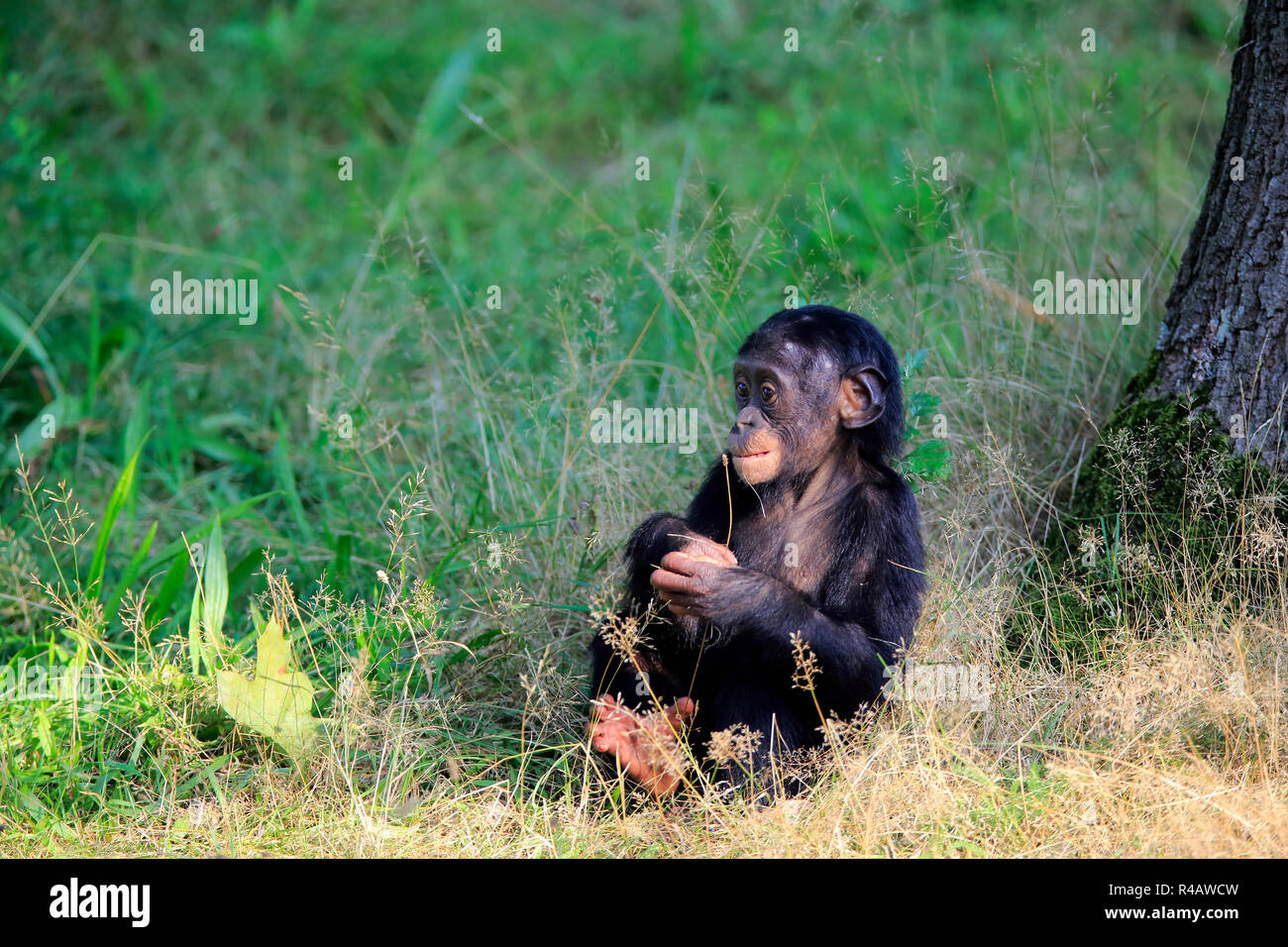 Bonobo, jóvenes, África, alimentación (Pan paniscus) Foto de stock
