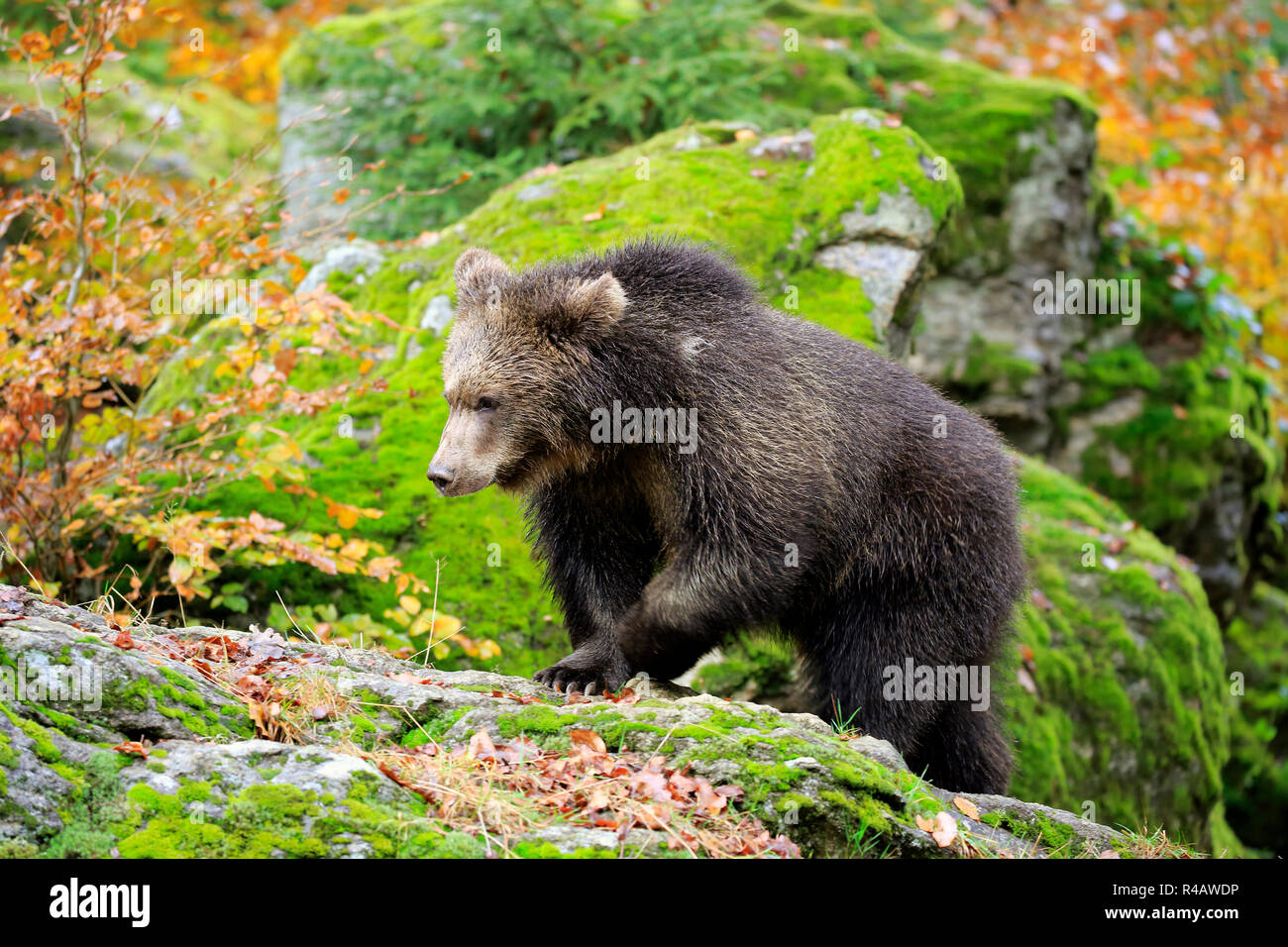 Oso Pardo euroasiático, jóvenes en otoño, el Parque Nacional del Bosque Bávaro, Alemania, Europa (Ursus arctos arctos) Foto de stock