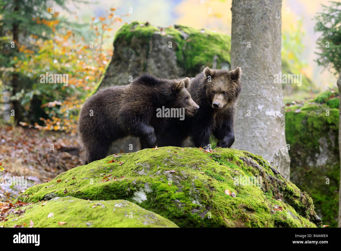 Oso Pardo euroasiático, youngs en otoño, el Parque Nacional del Bosque Bávaro, Alemania, Europa (Ursus arctos arctos) Foto de stock