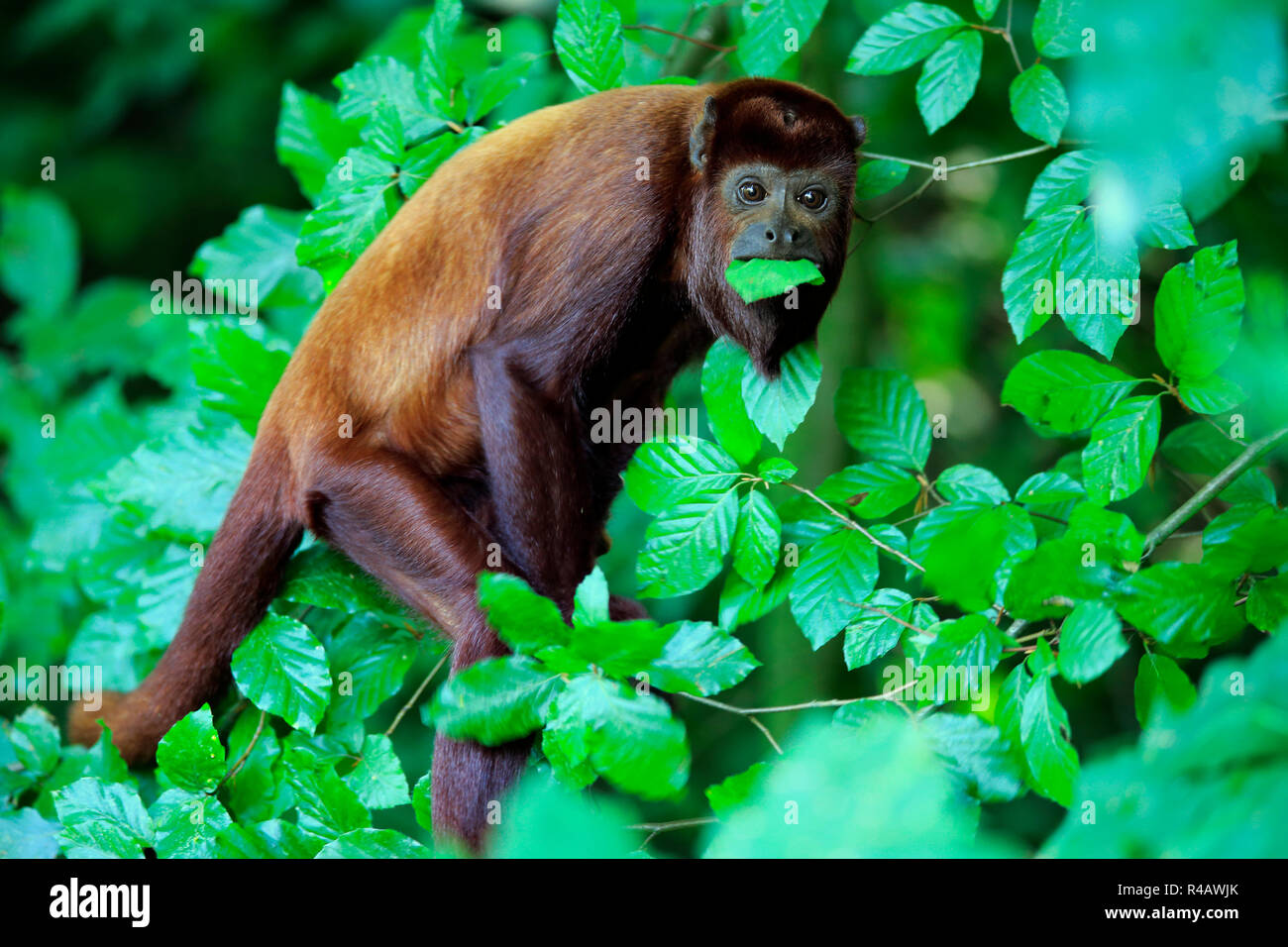 Mono aullador rojo de Venezuela, América del Sur (Alouatta seniculus) Foto de stock