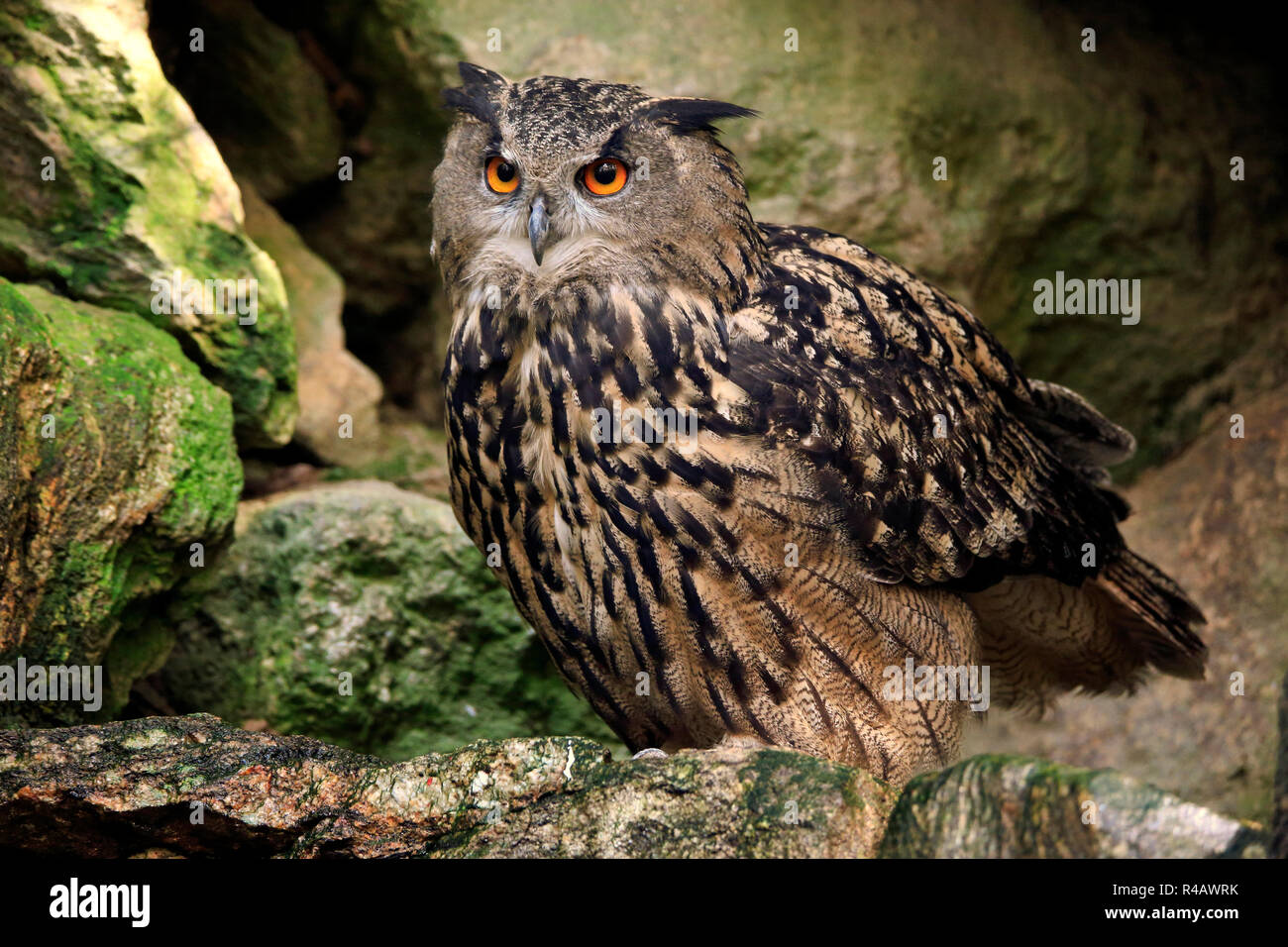 Búho real, adulto, Parque Nacional del Bosque Bávaro, Alemania, Europa (Bubo bubo) Foto de stock