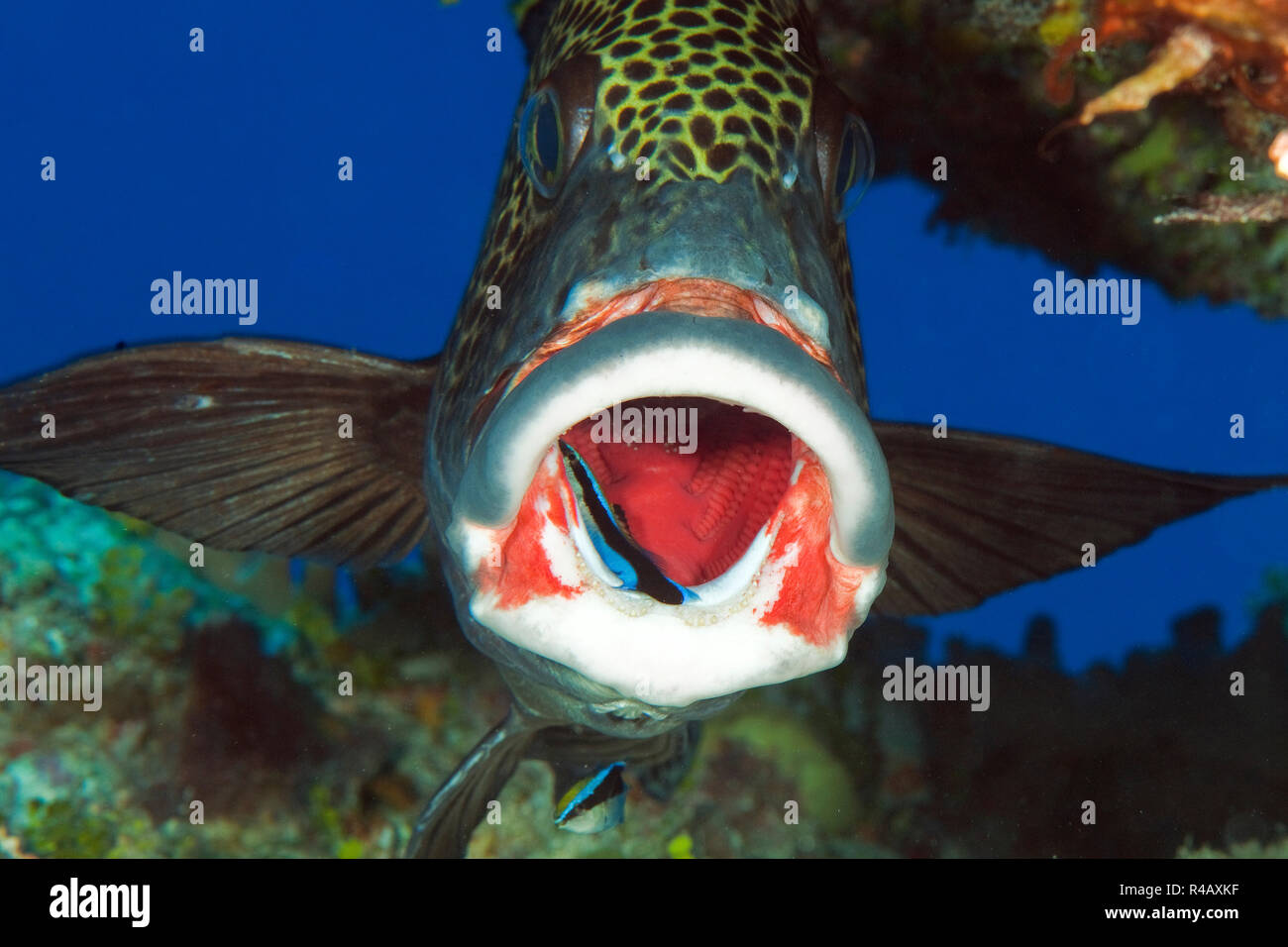 Arlequín sweetlips, limpiador de pescado, estación de limpieza, la Isla Yap, Estados Federados de Micronesia, Plectorhinchus chaetodonoides, Labroides dimidiatus Foto de stock