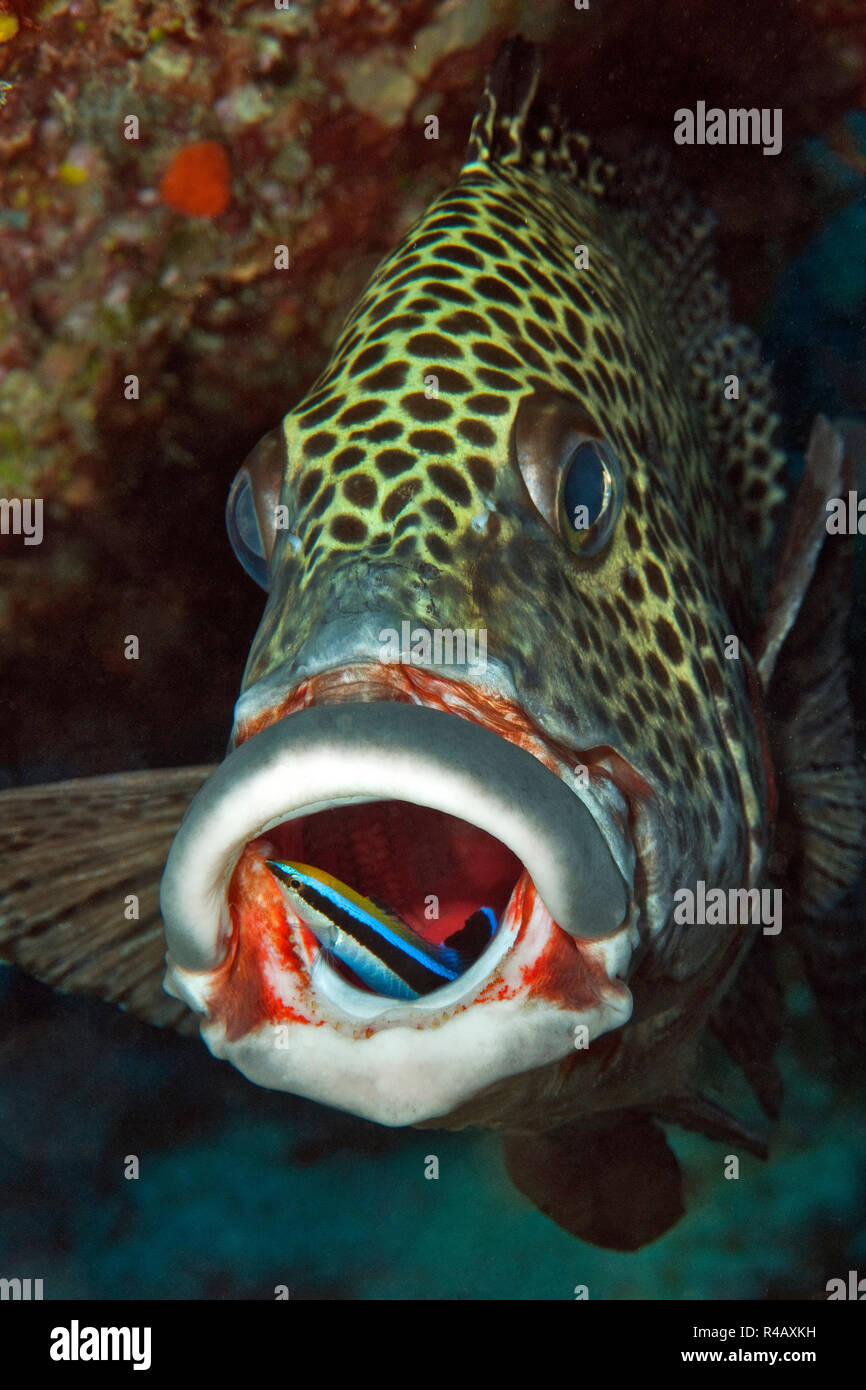 Arlequín sweetlips, limpiador de pescado, estación de limpieza, la Isla Yap, Estados Federados de Micronesia, Plectorhinchus chaetodonoides, Labroides dimidiatus Foto de stock