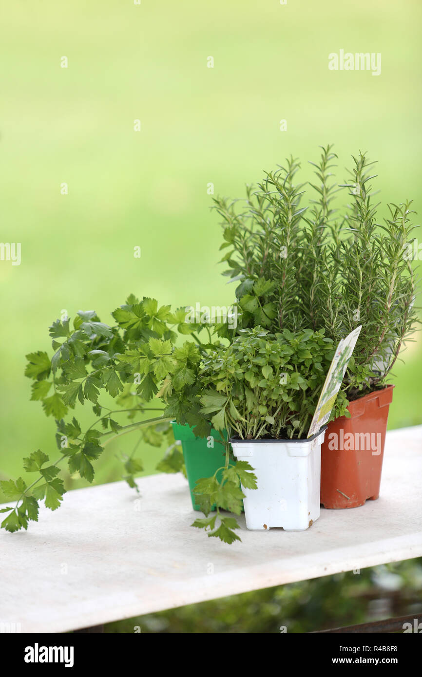 Conjunto de plantas aromáticas en la mesa Foto de stock