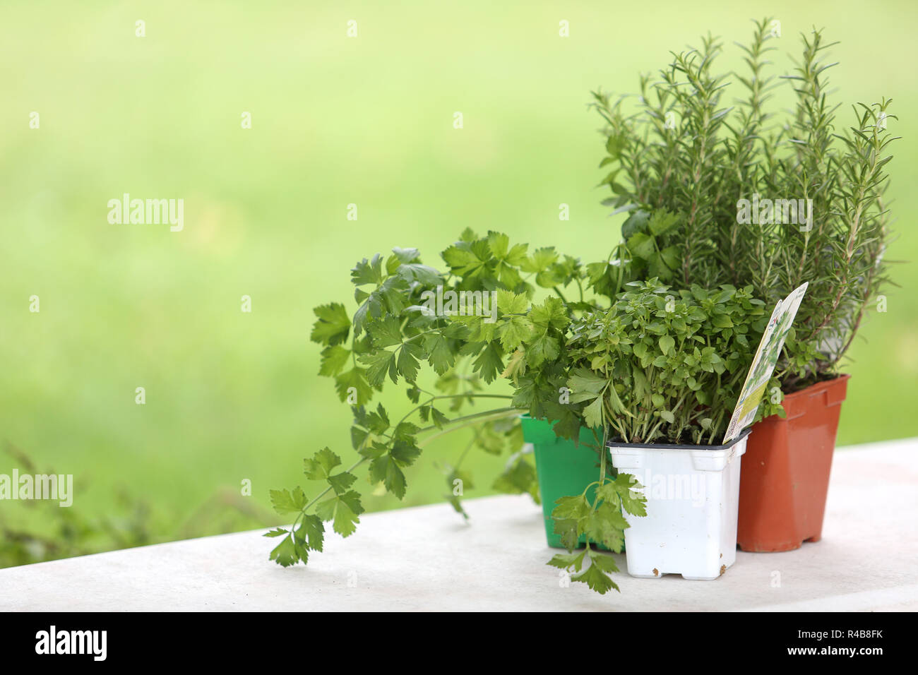 Conjunto de plantas aromáticas en la mesa Foto de stock
