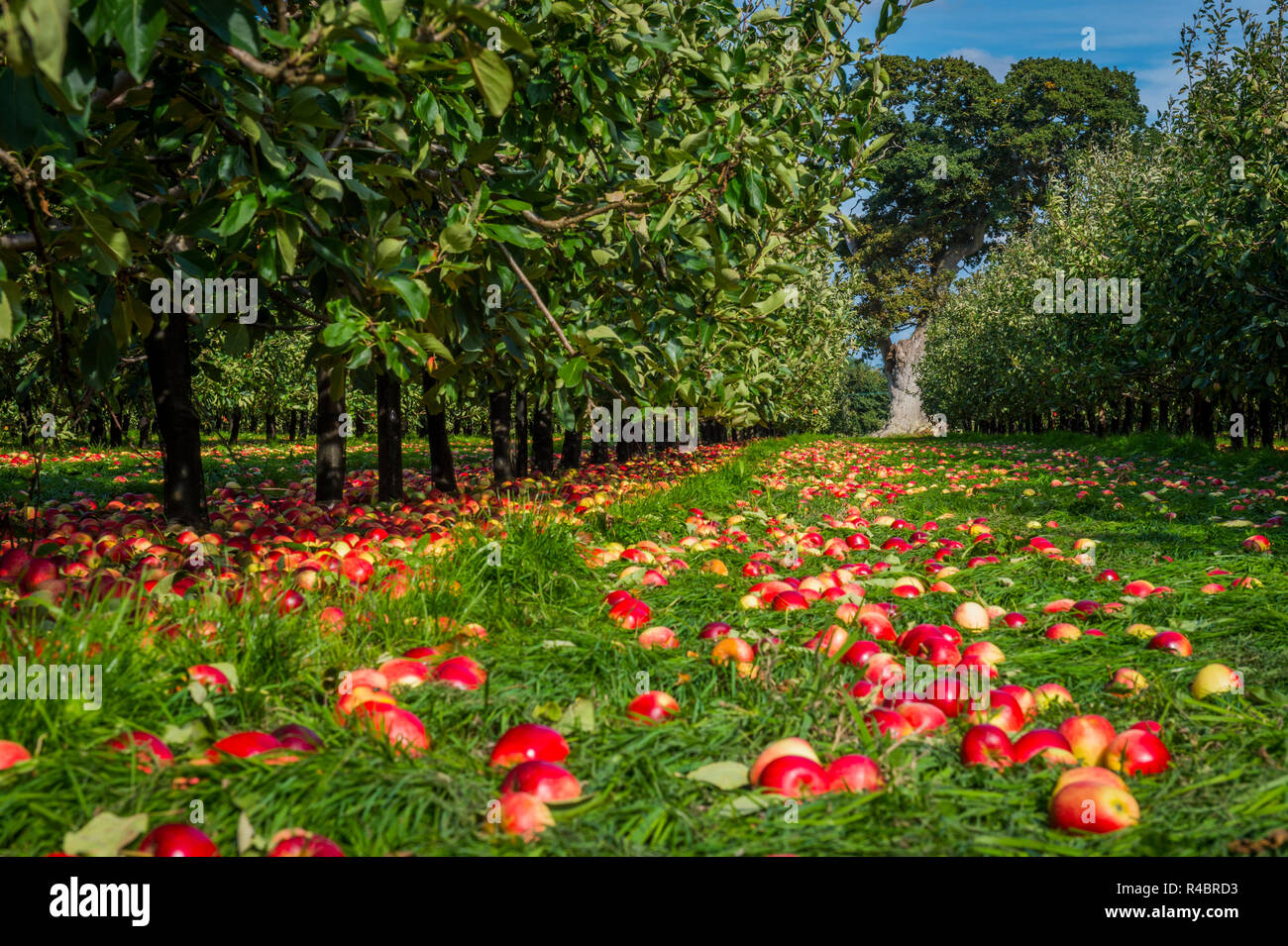 Katy la cosecha de manzana, Somerset 5 sept 2018 Foto de stock