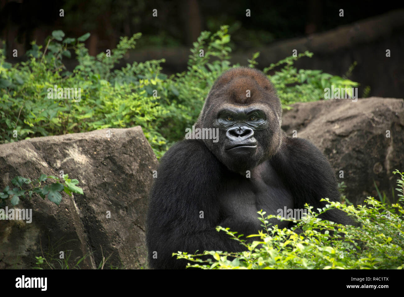 Gorilla silverback macho de los grandes simios de África en la verde selva tropical arbustos Foto de stock