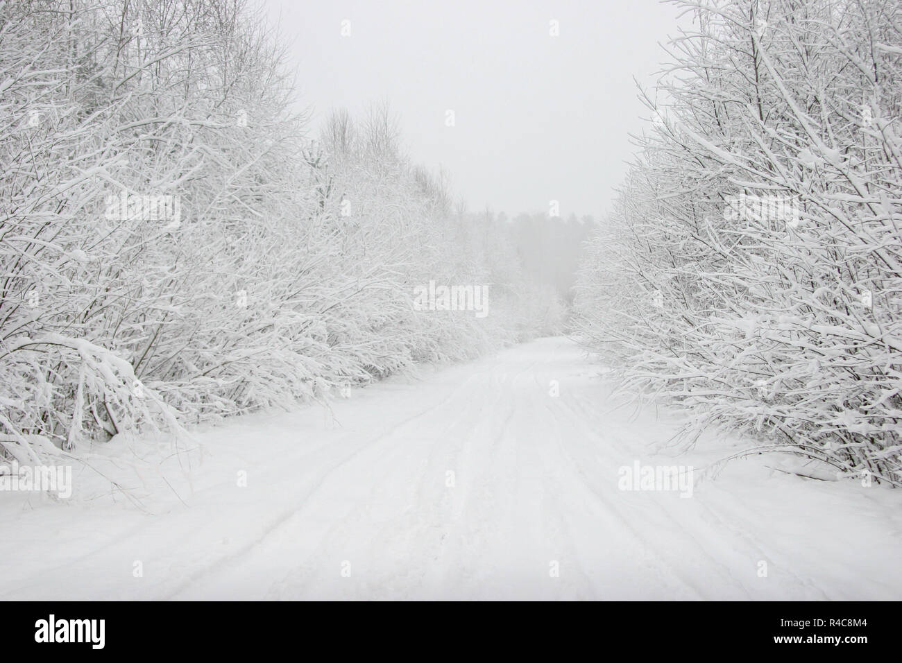 Frío Invierno Bosque Cubierto De Nieve Hermosa En Diciembre Fotos