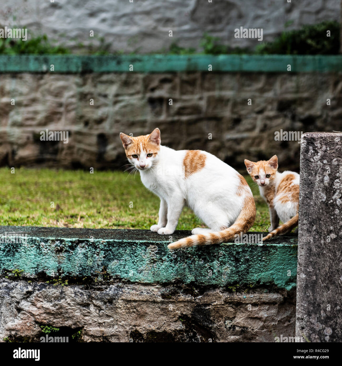 Los gatos salvajes en Granada - Momia y gatito Foto de stock