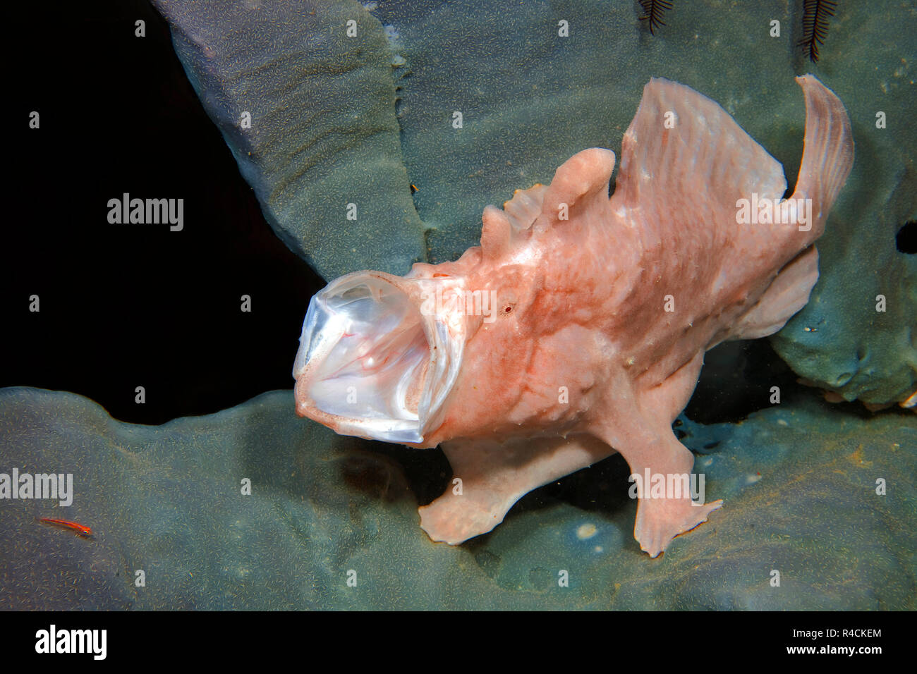 Frogfish gigante, Commerson's Rape o de Commerson (Antennarius commersoni Frogfish), abra la boca, Camiguin, Mindanao, Filipinas Foto de stock