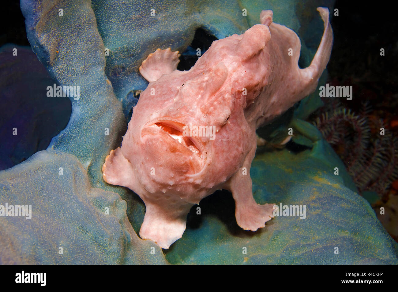 Frogfish gigante, Commerson's Rape o de Commerson (Antennarius commersoni Frogfish), en una esponja (Porifera), Camiguin, Mindanao, Filipinas Foto de stock