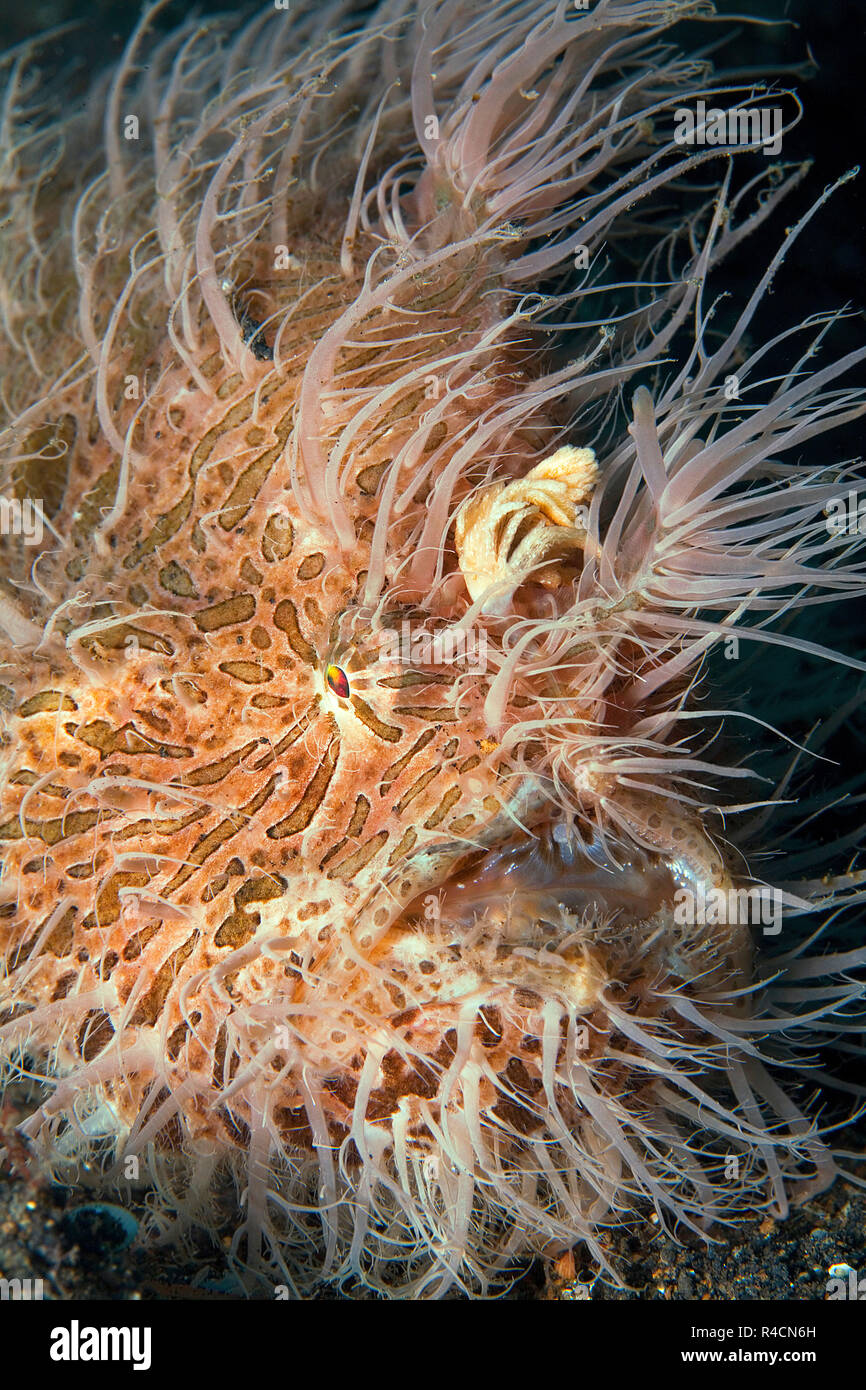 Rayas frogfish estriados, rape o Hairy frogfish (Antennarius striatus), retrato, Sulawesi, Indonesia Foto de stock