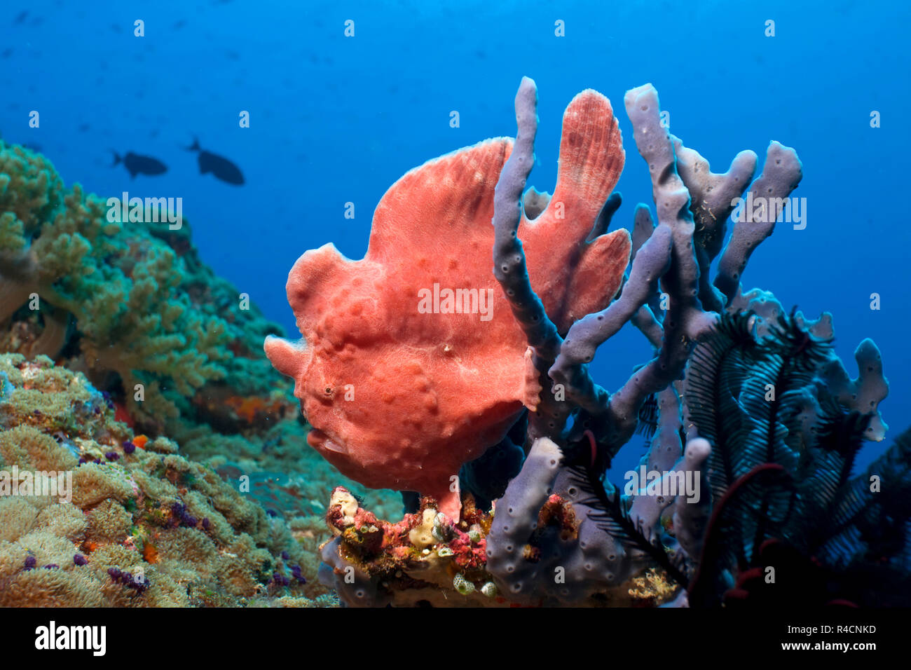 Frogfish gigante, Commerson's Rape o de Commerson (Antennarius commersoni Frogfish) en una esponja (Porifera), Islas Maledive South-Male Atoll. Foto de stock