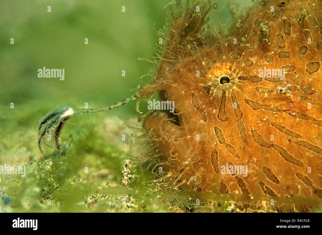 Rayas frogfish estriados, rape o Hairy frogfish (Antennarius striatus), waggly con illicium y esca de presas, Sabang Beach, Filipinas Foto de stock