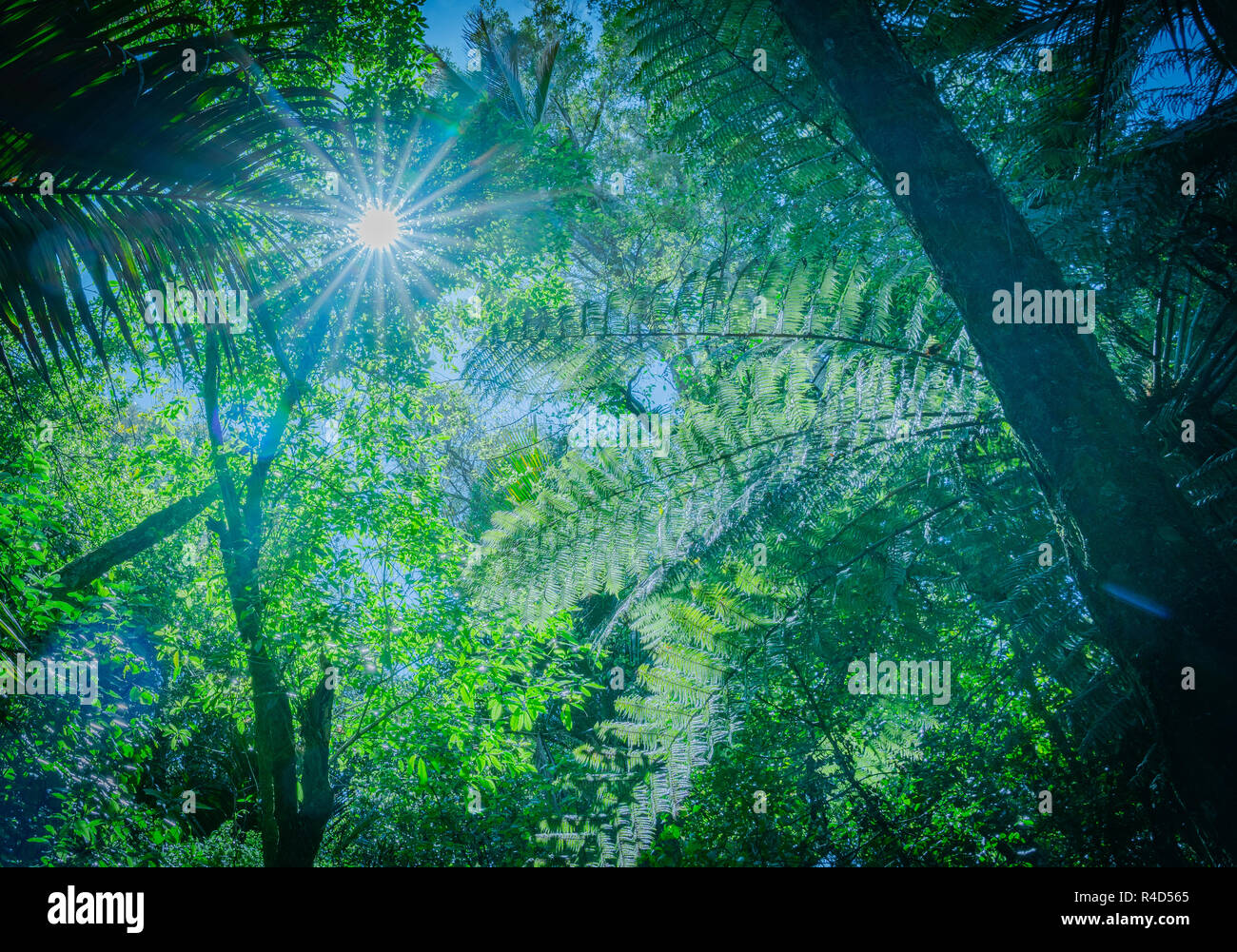 Efecto Retro tinte azul con los brillos de la lente a través de la sobrecarga ramas y silueta frondes de helecho junto la arboleda nativa Pohara Bush andando cerca de Isla del Sur Foto de stock