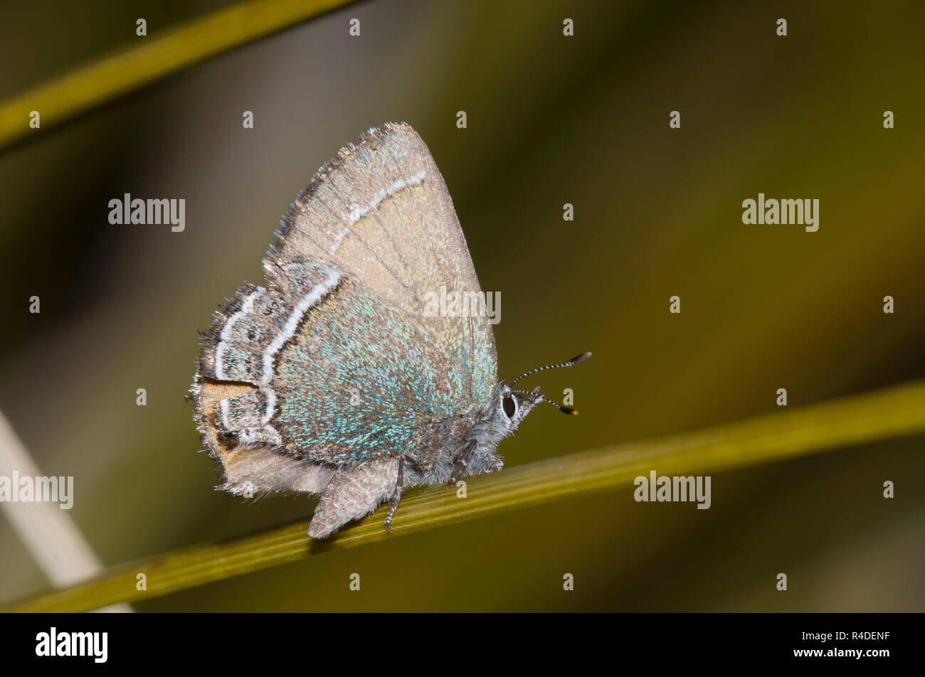 Sandia, Callophrys Hairstreak mcfarlandi, beargrass, Nolina texana, individual desgastado Foto de stock