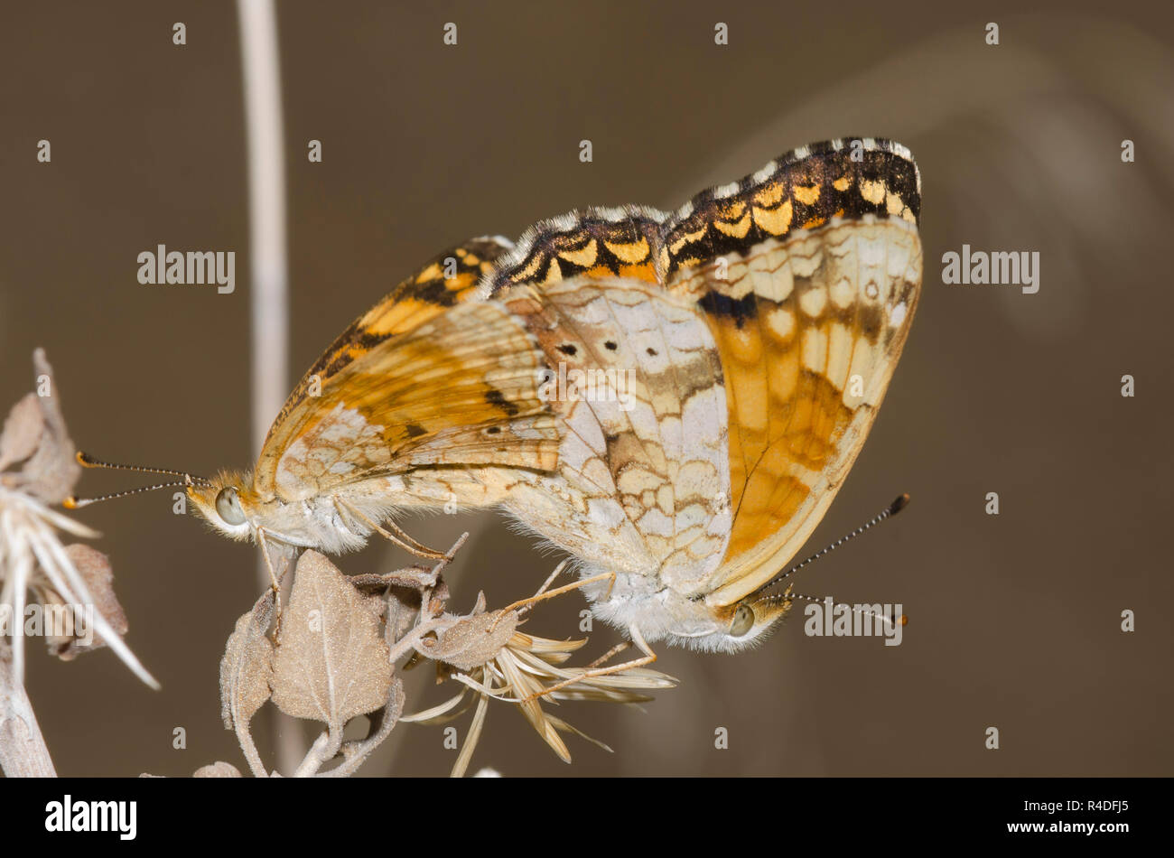 Medias lunas, Phyciodes Mylitta mylitta, acoplamiento Foto de stock