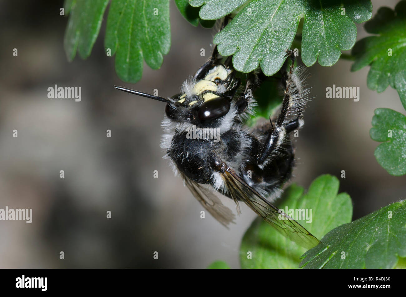 Digger Bee, Anthophora sp., en vuelo y cuello de grosella, Ribes sp. Foto de stock