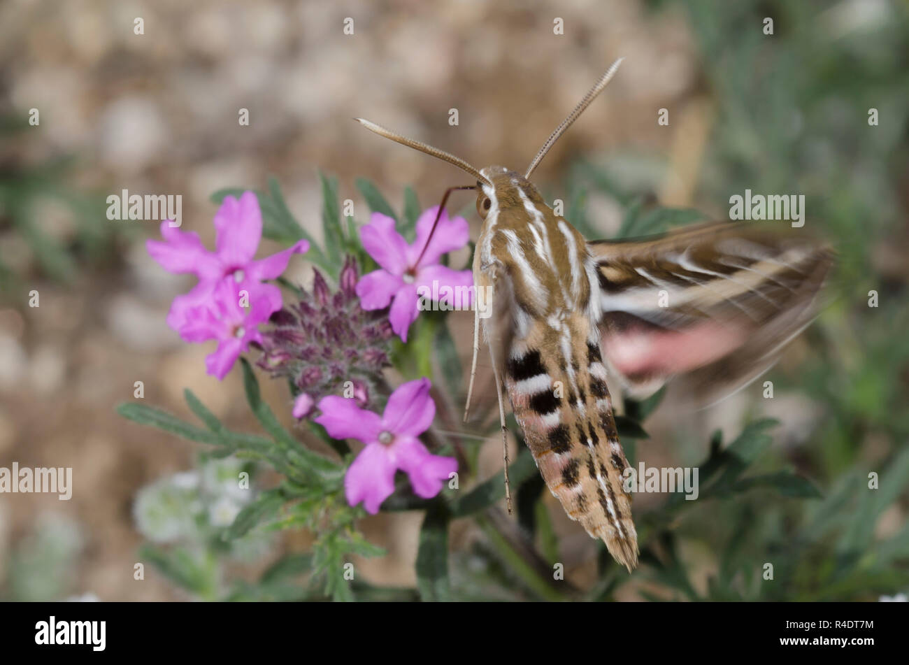 Esfinge de línea blanca, Hyles lineata, flotando mientras que nectaring de Vervain, Glatularia sp. Foto de stock