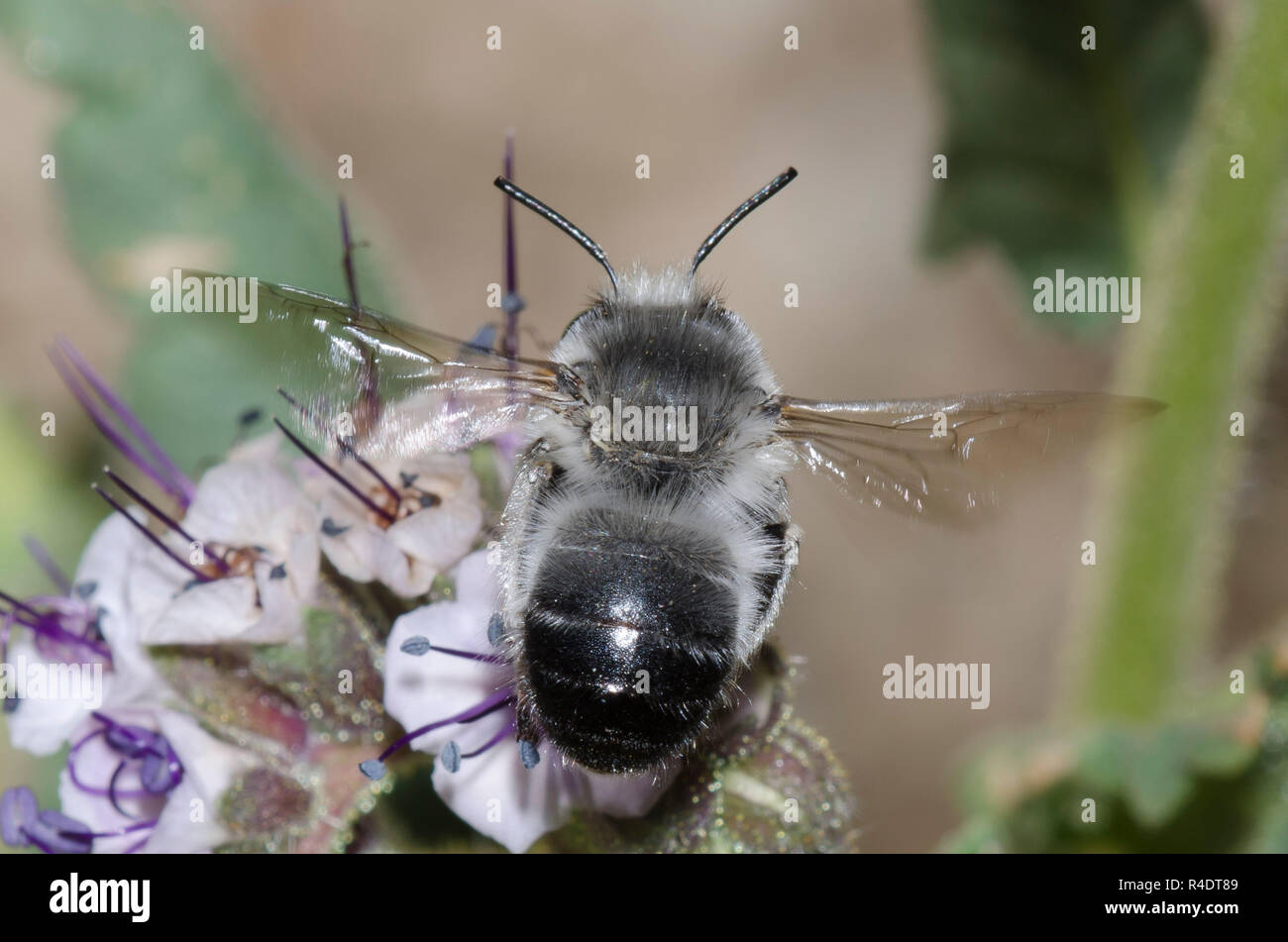 Digger Bee, Anthophora sp., en vuelo y cuello de scorpionweed, Phacelia sp. Foto de stock