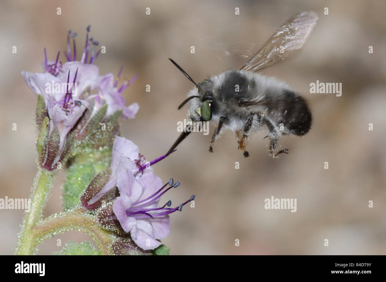 Digger Bee, Anthophora sp., en vuelo y cuello de scorpionweed, Phacelia sp. Foto de stock