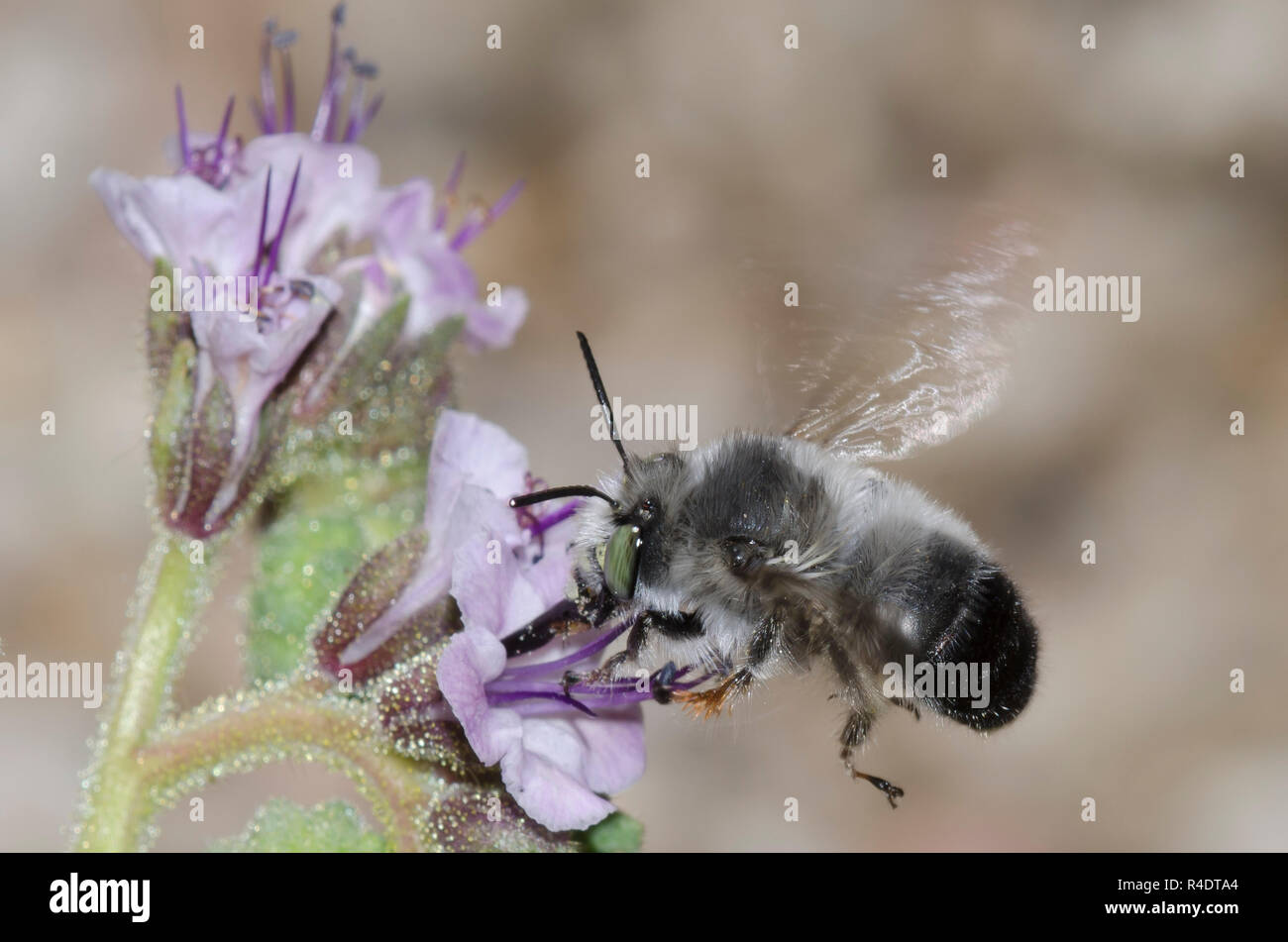 Digger Bee, Anthophora sp., en vuelo y cuello de scorpionweed, Phacelia sp. Foto de stock