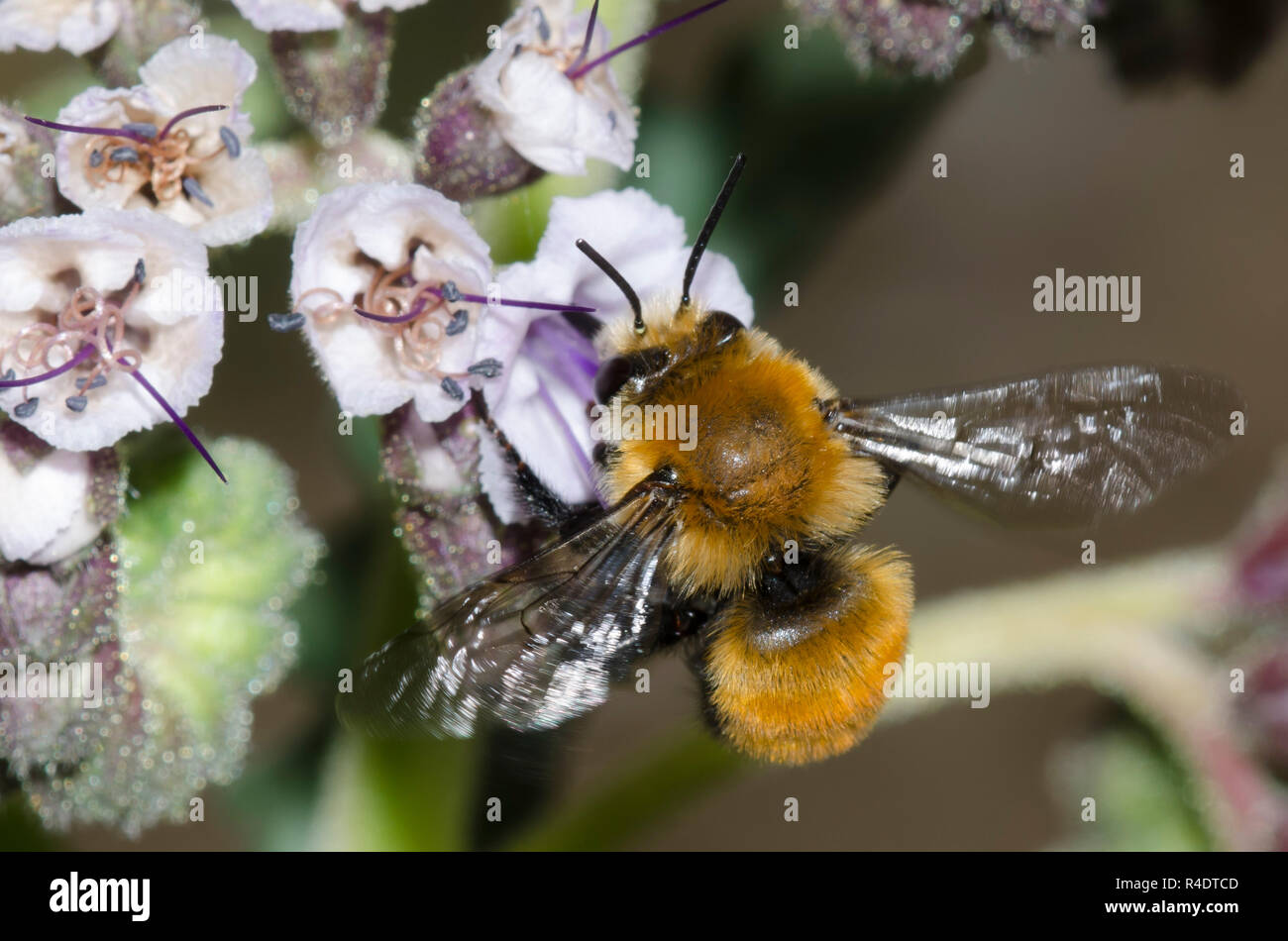 De Bumble Bee-imitar, Anthophora Anthophora bomboides, en vuelo y de scorpionweed nectaring, Phacelia sp. Foto de stock
