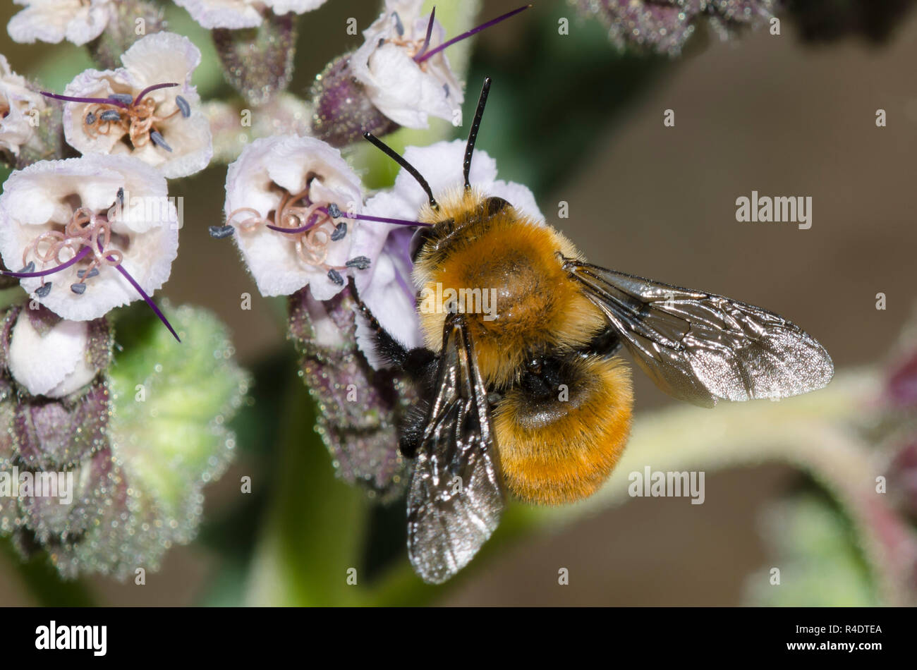 De Bumble Bee-imitar, Anthophora Anthophora nectaring bomboides, desde scorpionweed, Phacelia sp. Foto de stock