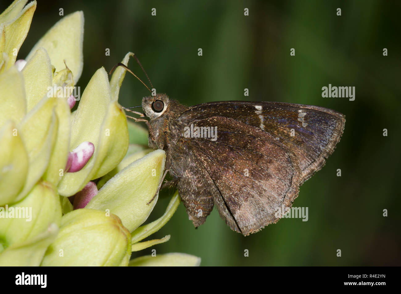 Confundido, Thorybes Cloudywing confusis femeninos en verde, Asclepias asclepias viridis Foto de stock