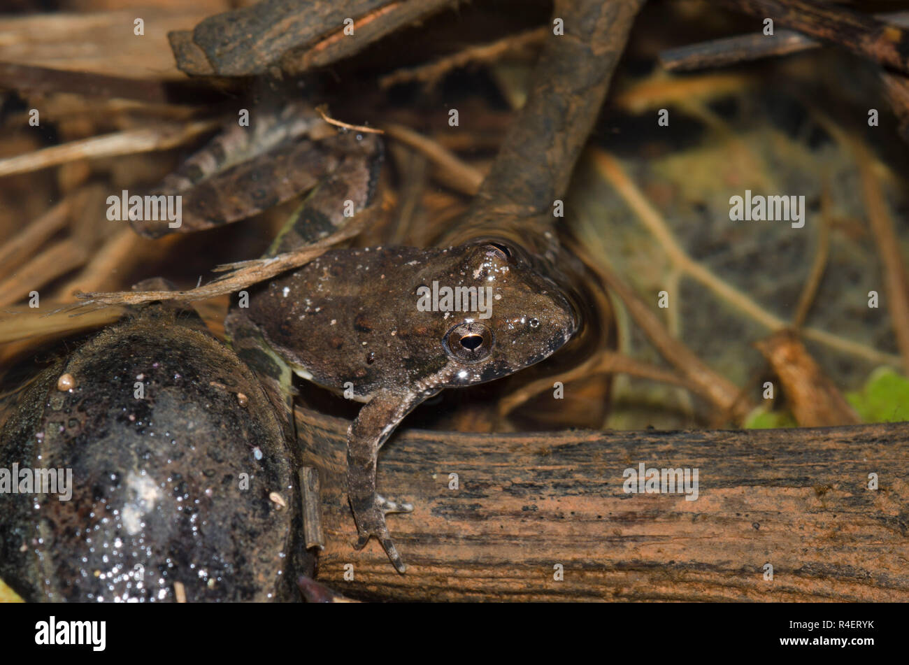 La rana de cricket de Blanchard, Acis blanchadi Foto de stock