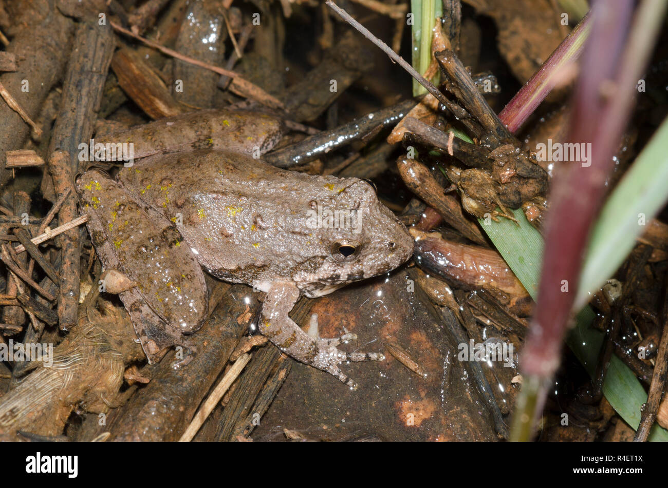 La rana de cricket de Blanchard, Acis blanchadi Foto de stock