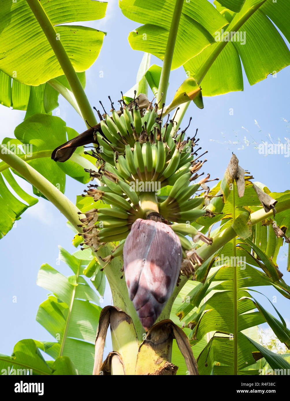 Los plátanos crecen en un árbol cerca de Can Tho, Vietnam Foto de stock