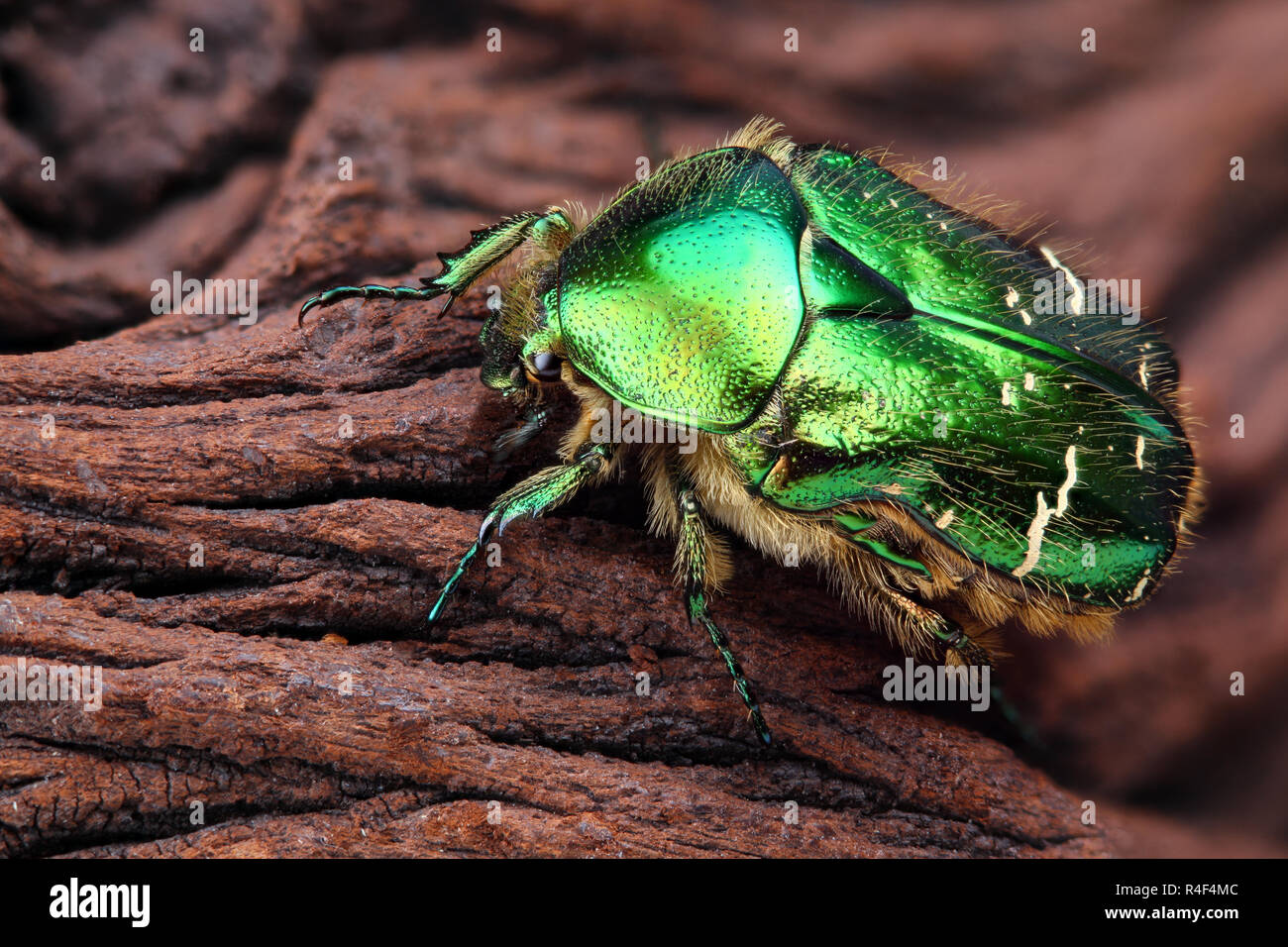 Extremadamente nítida y detallada foto de Scarabeus (Cetonia aurata) escarabajo. La imagen se apilan de muchos tiros en una imagen nítida. Foto de stock