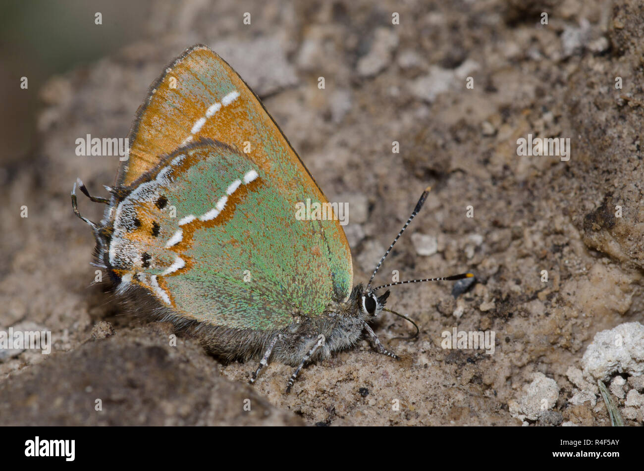 Juniper, Callophrys Hairstreak gryneus, charcos de barro Foto de stock