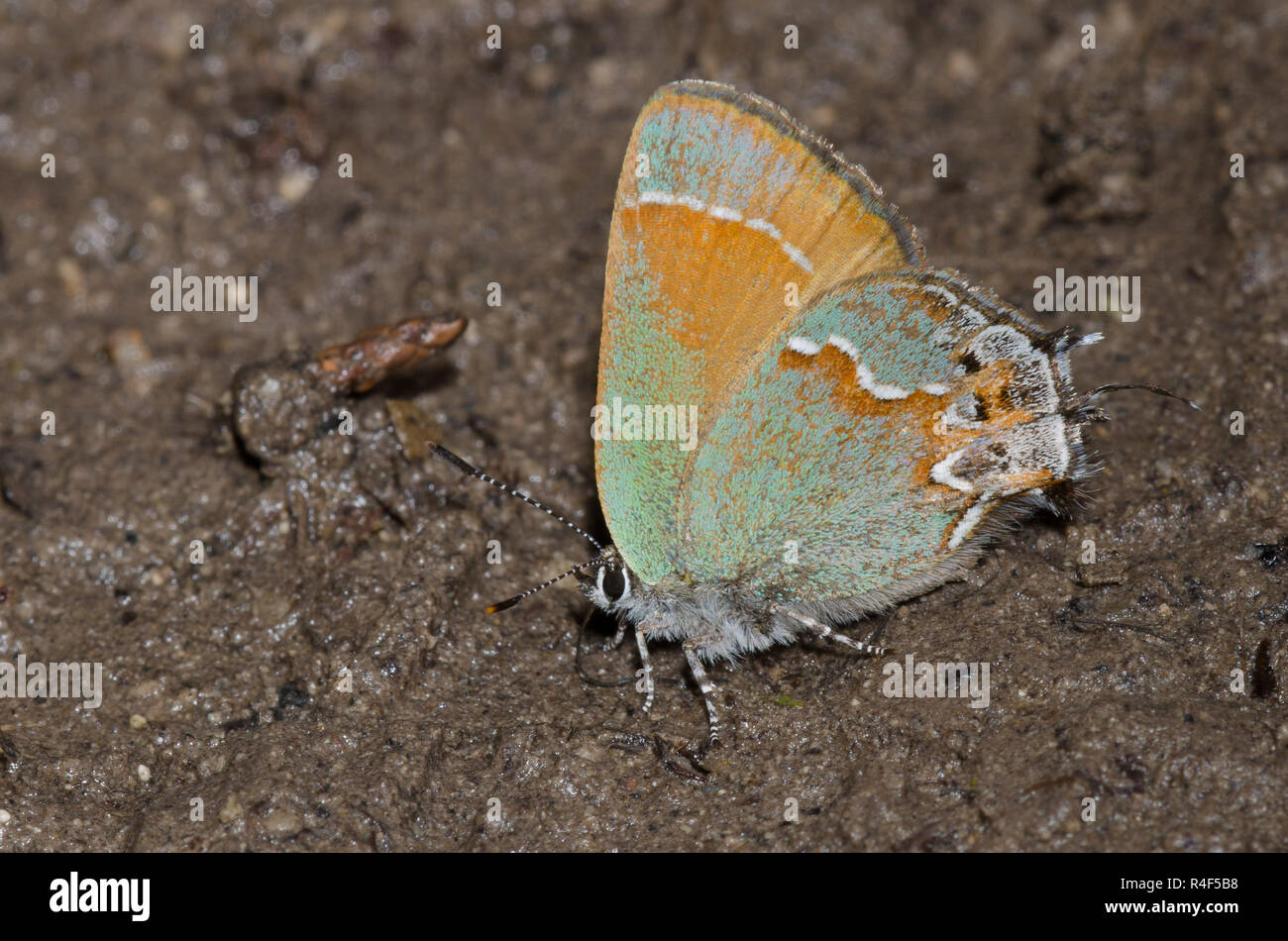 Juniper, Callophrys Hairstreak gryneus, charcos de barro Foto de stock