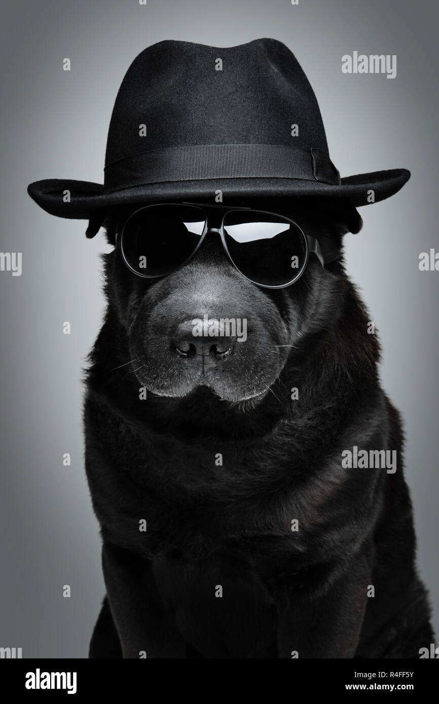 Perro en gorra gafas de sol Fotografía de - Alamy