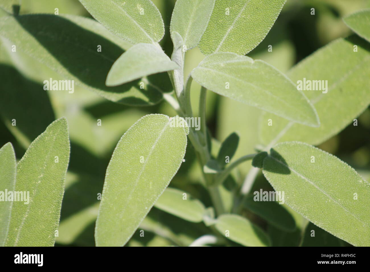 Sage (Salvia officinalis), una planta medicinal, también llamado hierba