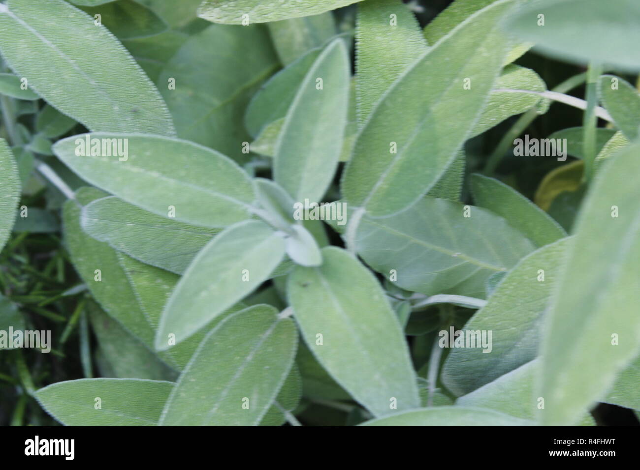Sage (Salvia officinalis), una planta medicinal, también llamado hierba