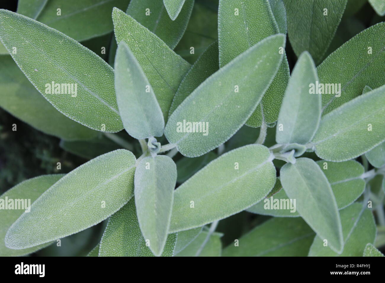 Sage (Salvia officinalis), una planta medicinal, también llamado hierba