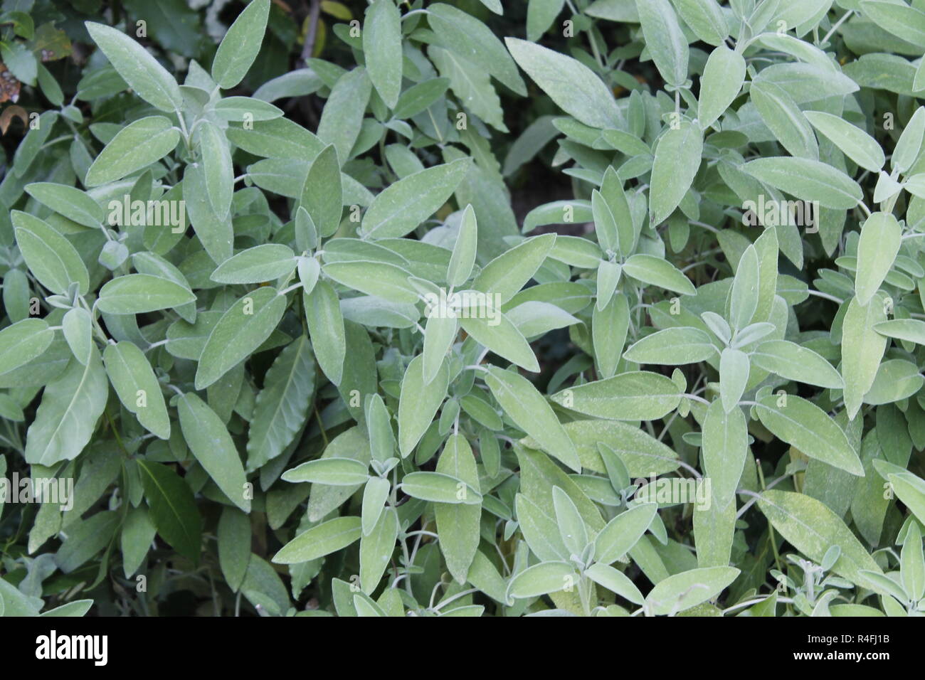 Sage (Salvia officinalis), una planta medicinal, también llamado hierba