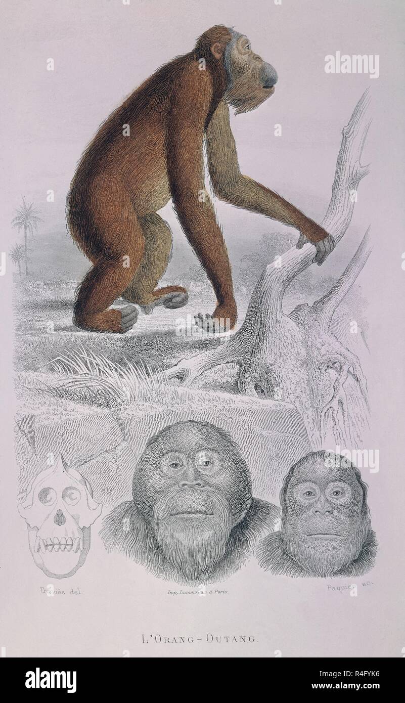 Orangután. Ubicación: Colección privada. Francia. Foto de stock