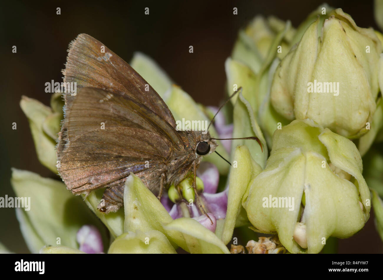 Confundido, Thorybes Cloudywing confusis, macho en verde, Asclepias asclepias viridis Foto de stock
