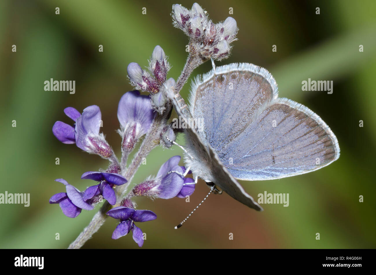 Cola oriental-azul, Cupido, macho en slimflower comyntas scurfpea, Psoralidium tenuiflorum Foto de stock