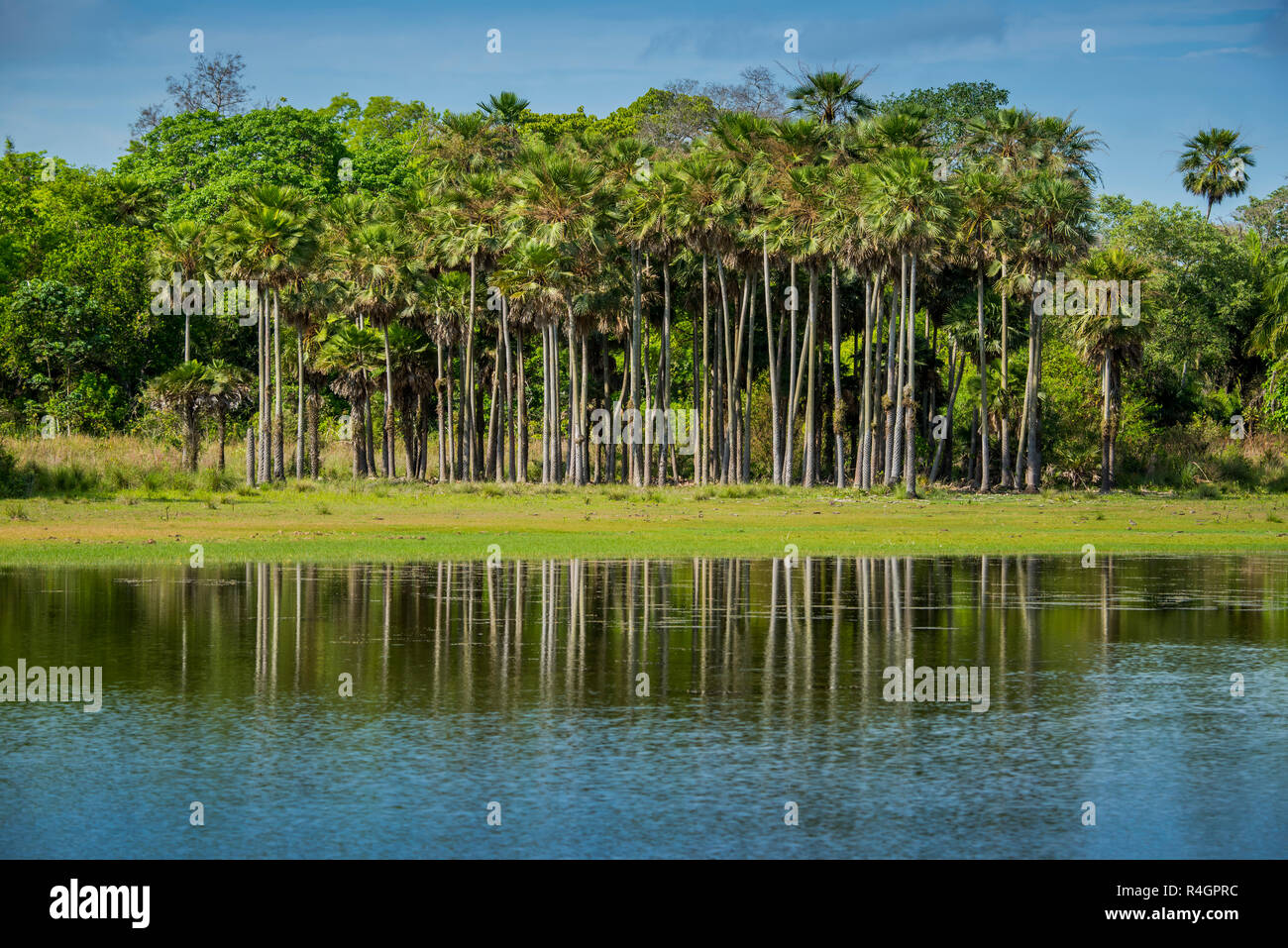 Paisaje con río, palmeras en el Río Negro, en el sur de Pantanal, Fazenda Barranco Alto, el Pantanal de Mato Grosso, Mato Grosso do Sul, Brasil Foto de stock