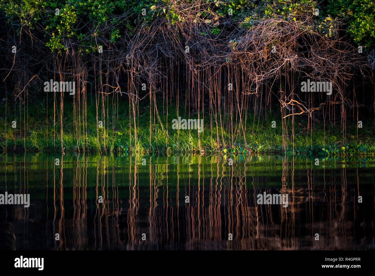 Raíces aéreas en las orillas del Río Negro, en el sur de Pantanal, Fazenda Barranco Alto, sur de Pantanal, Mato Grosso do Sul Foto de stock