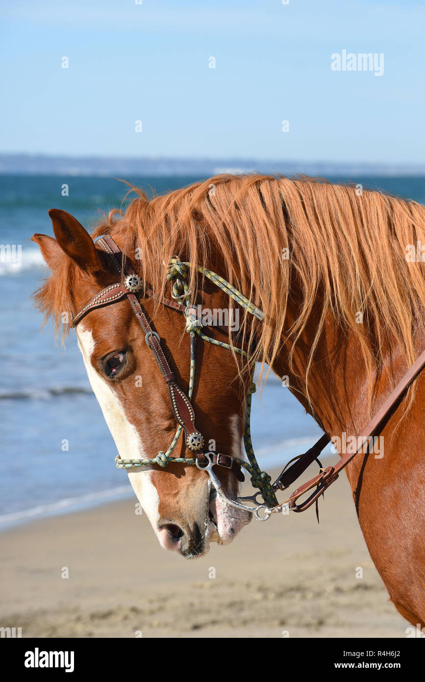 Perfil Closeup retrato de un caballo en la playa, con el mar en el fondo, el formato vertical. Foto de stock