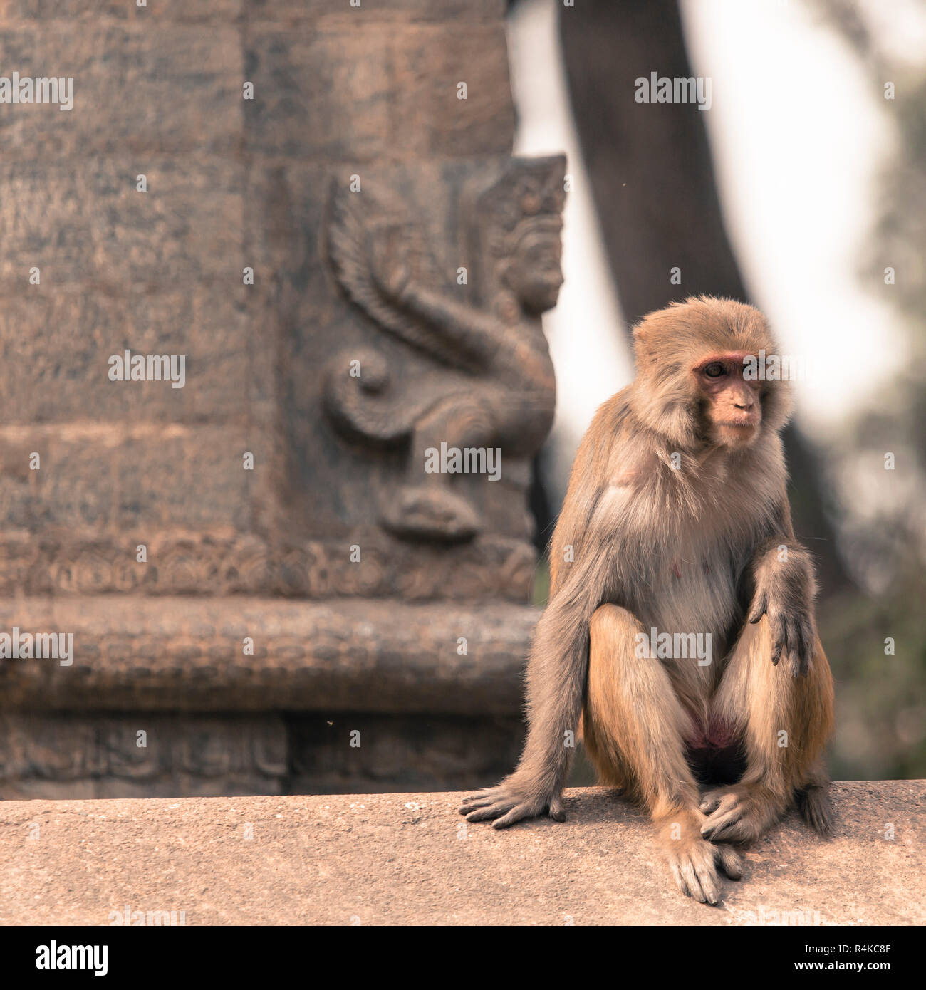 Monos macacos rhesus jóvenes en Swayambhunath templo, el valle de Katmandú, Nepal Foto de stock